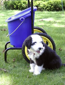 transport water feed your pets